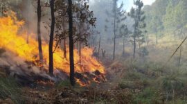 Ilustrasi kebakaran hutan dan lahan (karhutla). (Pixabay.com/perla94perez)

