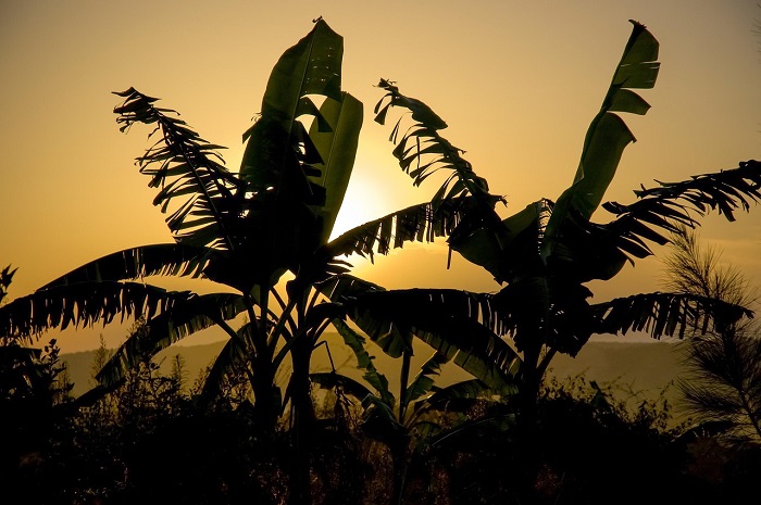 Ribuan Petani Vietnam Terancam Tergusur Proyek Resor dan Golf Donald Trump. (Pixabay.com/Efraimstochter)